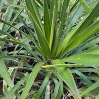 Piantine di yucca.