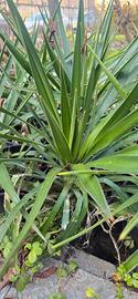 Piantine di yucca.