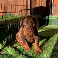 Cuccioli dobermann