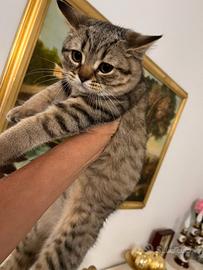 Scottish straight e scottish-fold