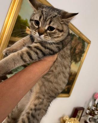 Scottish straight e scottish-fold