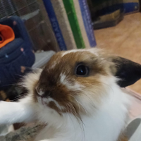 Coniglio ariete nano Madagascar