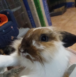 Coniglio ariete nano Madagascar