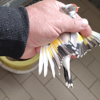 Major femm eumo 2025 euro350