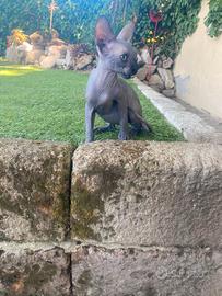 Gatto Sphynx maschio