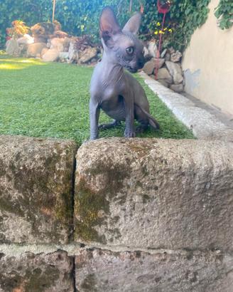 Gatto Sphynx maschio