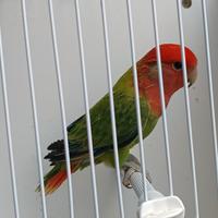 Coppia roseicollis opalino port ino per avorio ino