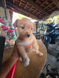 Cucciola meticcia di piccola taglia