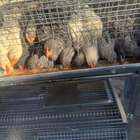 Galline e galli da uovo