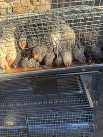 Galline e galli da uovo