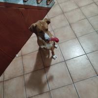Cane meticcio taglia media