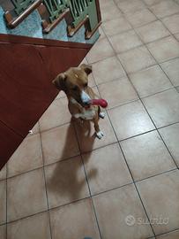 Cane meticcio taglia media