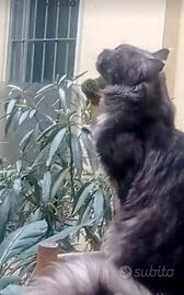Maine Coon Black Smoke