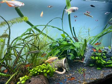 Pesci e allestimento acquario