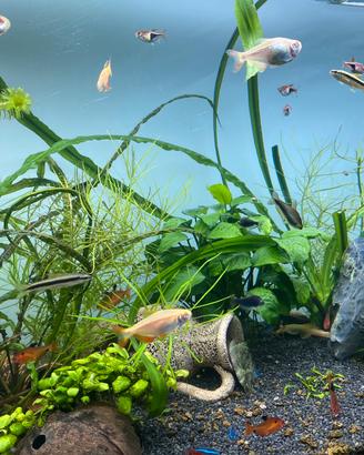 Pesci e allestimento acquario