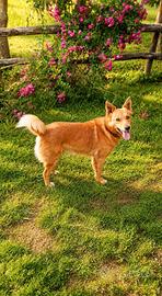 Il cagnolino per tutti, 3 anni, 11-12 kg