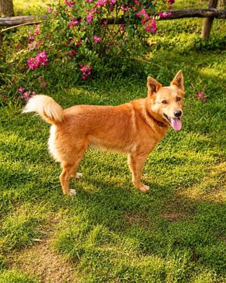 Il cagnolino per tutti, 3 anni, 11-12 kg