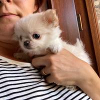 Chihuahua meravigliosi con pedigree