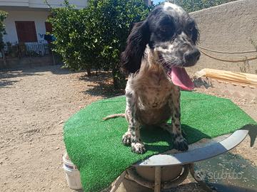 Cucciola setter inglese