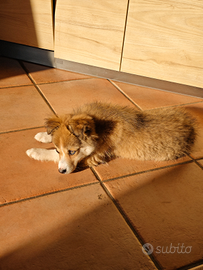 Cucciola Border Collie