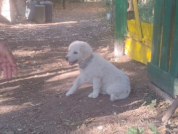 Cucciolo di pastore bianco femmina 3 mesi