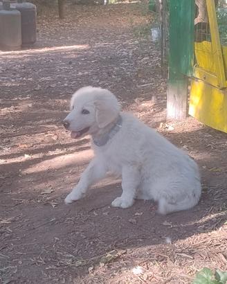 Cucciolo di pastore bianco femmina 3 mesi