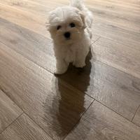 Cucciola maltese