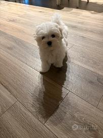 Cucciola maltese