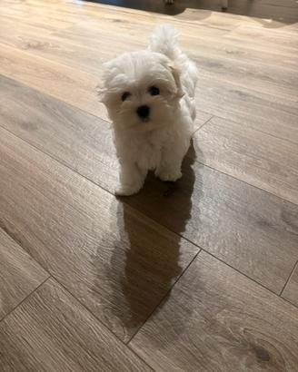 Cucciola maltese