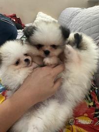 Cuccioli volpino di Pomerania