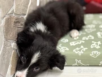 Border collie