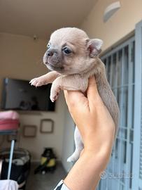 Chihuahua toy cucciola femmina pelo corto