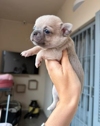 Chihuahua toy cucciola femmina pelo corto