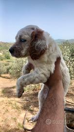 Setter inglese