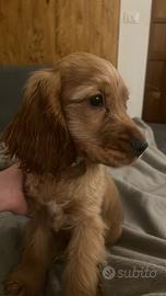 Cocker spaniel inglese