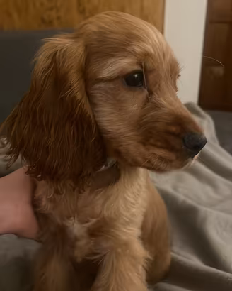 Cocker spaniel inglese