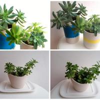 3 piante grasse con vasi di terracotta 