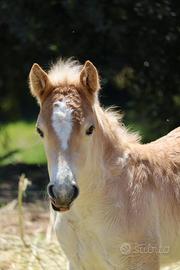 Puledra Haflinger