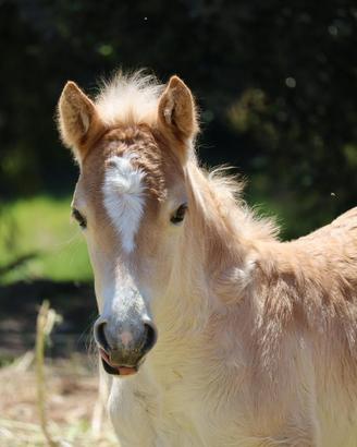 Puledra Haflinger