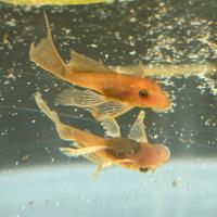 Ancistrus Super Red Long fin pinne a velo