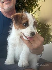 Jack Russell Terrier con pedigree a Roma