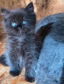 Gattina persiano normotipo femmina