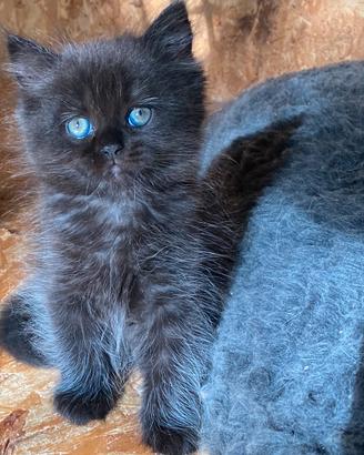 Gattina persiano normotipo femmina
