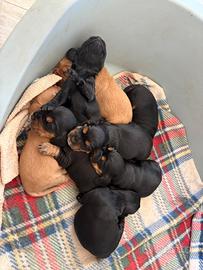 Cuccioli cocker spaniel originali