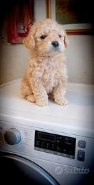 Barboncino Toys maschio