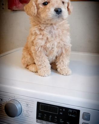 Barboncino Toys maschio