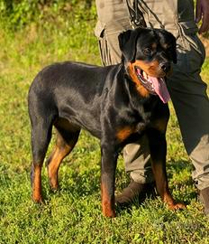 Rottweiler femmina