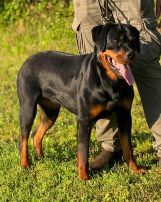 Rottweiler femmina