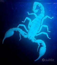 Scorpione heterometrus spinifer
