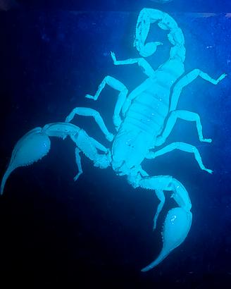 Scorpioni heterometrus spinifer (coppia)